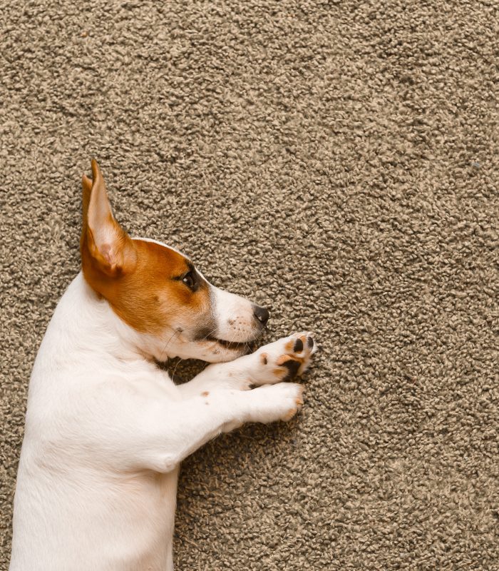 Cute puppy lying on a carpet.